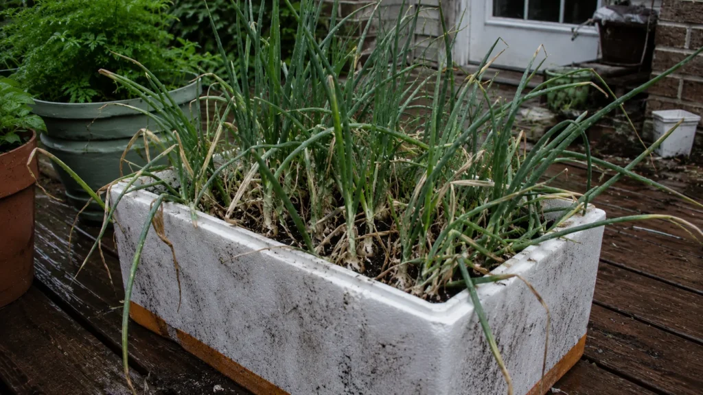 How to Grow Onions and Garlic in a Styrofoam Box for Beginners 7 Common Beginner Mistakes