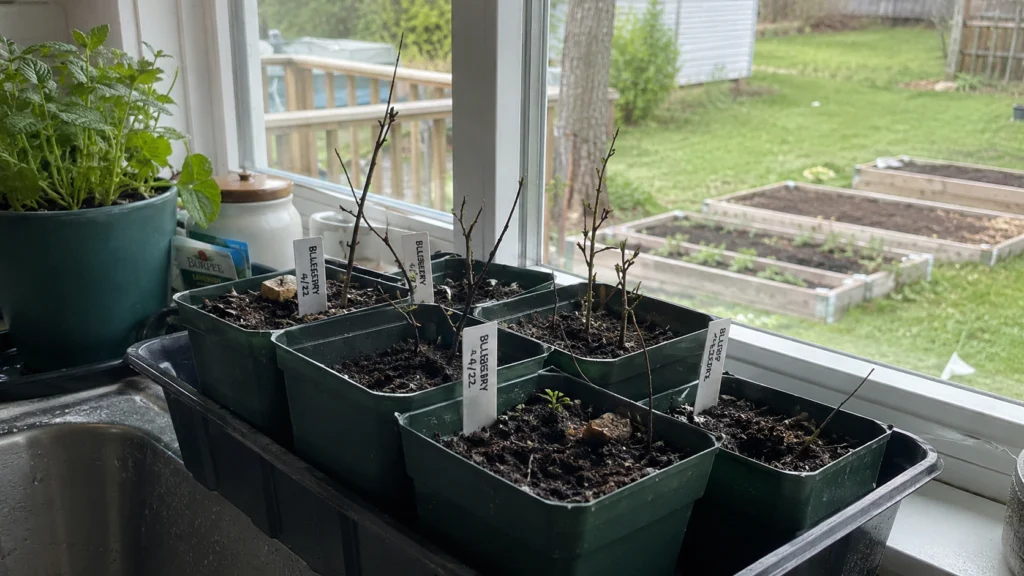 Early spring is usually the easiest season to start blueberry seeds