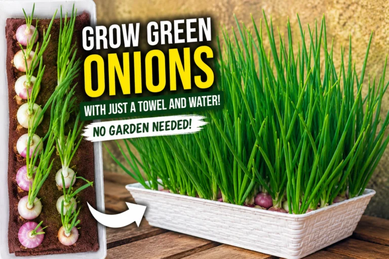 How I Grow Green Onions With Just a Towel and Water (No Garden Bed Needed)