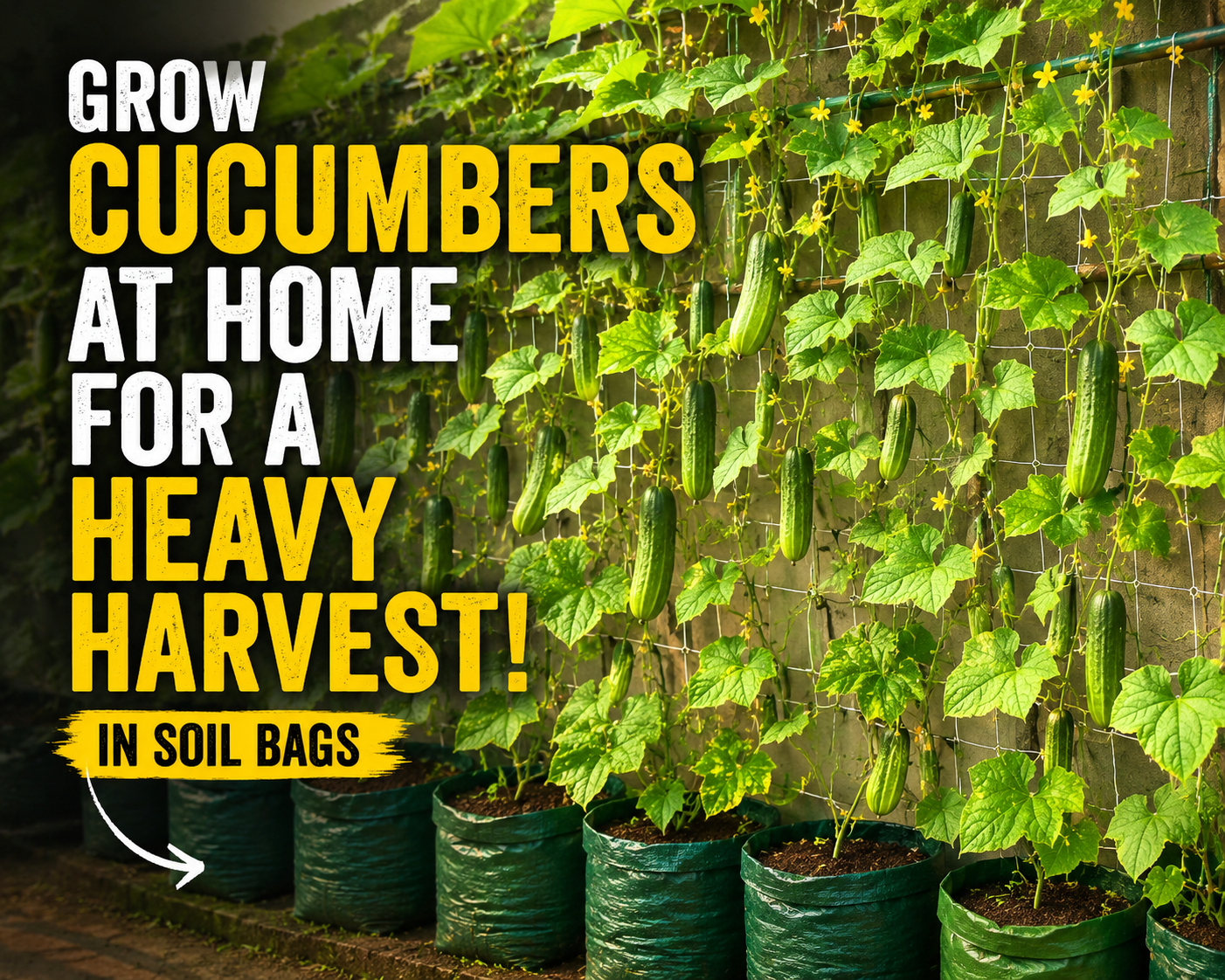 Learn how to grow cucumbers in soil bags at home with simple tips for bigger harvests healthier vines and easy backyard gardening