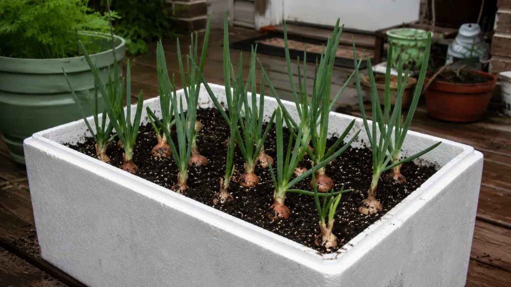 How to Grow Onions and Garlic in a Styrofoam Box for Beginners 5 Planting Onions Step by Step