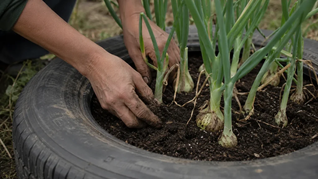 The Best Soil for Tire Grown Onions