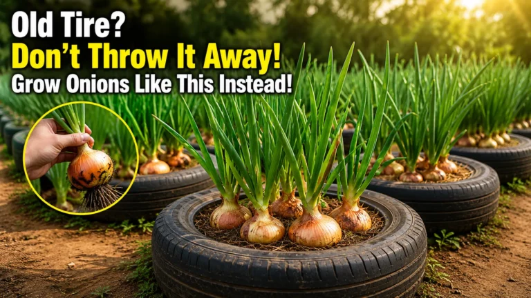 Old Tire? Don’t Throw It Away! Grow Onions Like This Instead! 10 Old Tire? Don’t Throw It Away! Grow Onions Like This Instead!